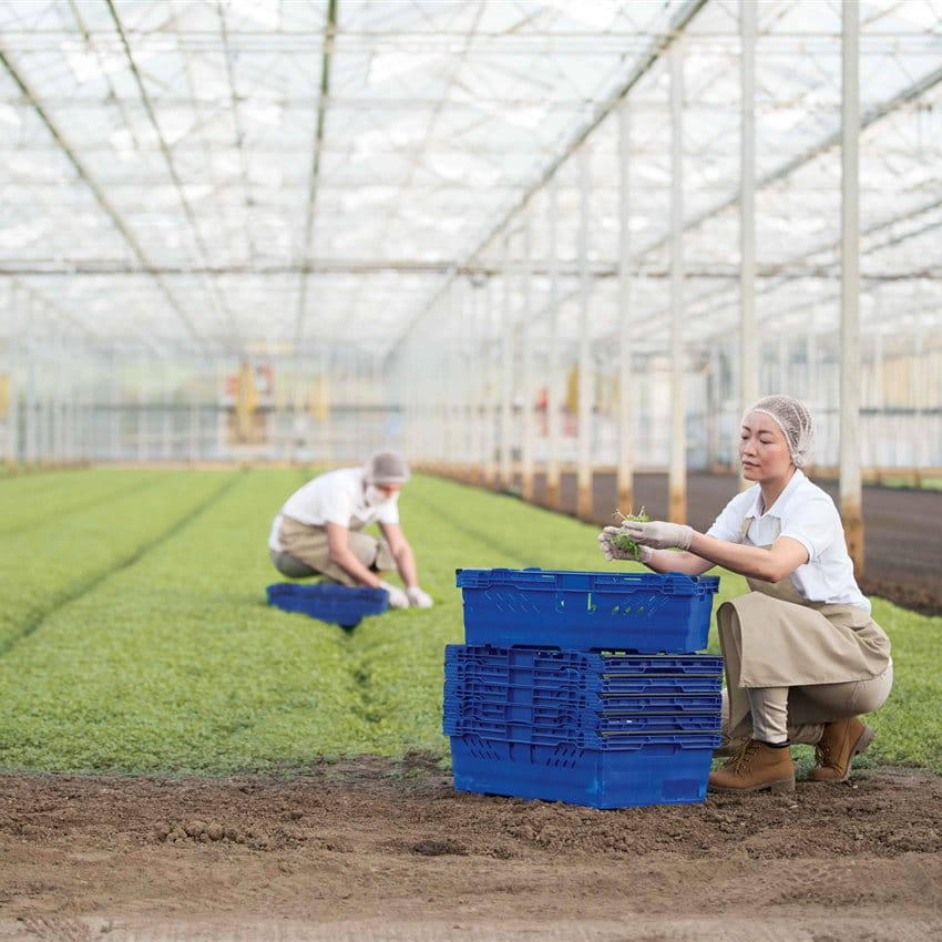 Zwei Arbeiterinnen in einem Gewächshaus ernten Pflanzen und füllen blaue Körbe. Zwei Arbeiterinnen in einem Gewächshaus ernten Pflanzen und füllen blaue Körbe.