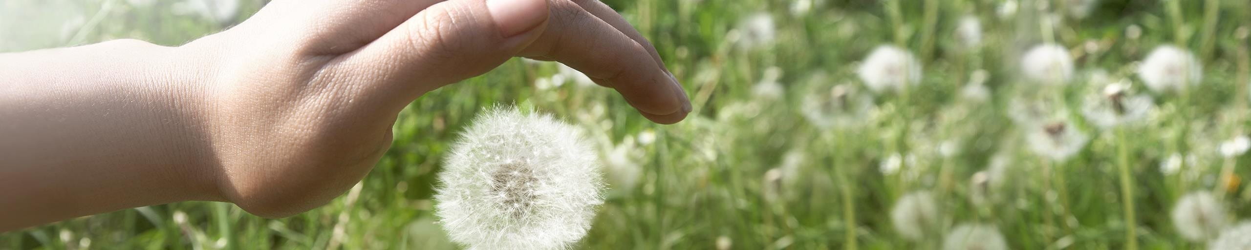 Eine Hand schützt einen Löwenzahn auf einer Wiese.