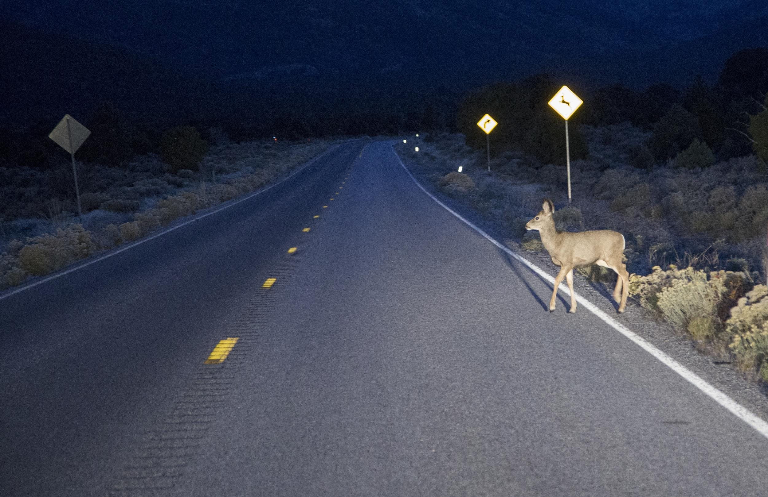 Collision avec des animaux