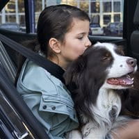 Haustiere im Auto