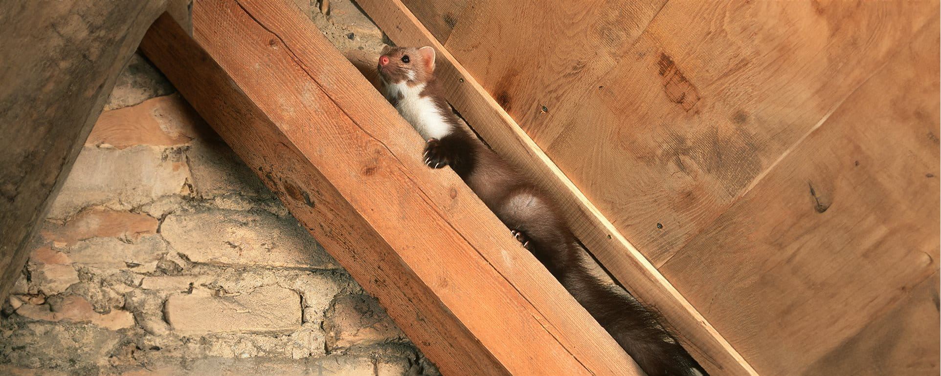 Damage caused by martens Damage caused by martens