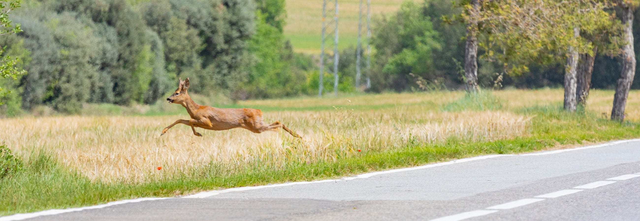 Accident de la route impliquant un animal sauvage