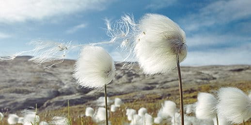 L'erba di cotone di Scheuchzer in montagna L'erba di cotone di Scheuchzer in montagna