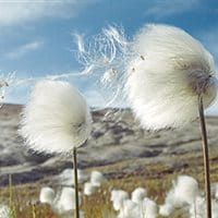 Un supporto nei momenti difficili: la lista di controllo Decesso