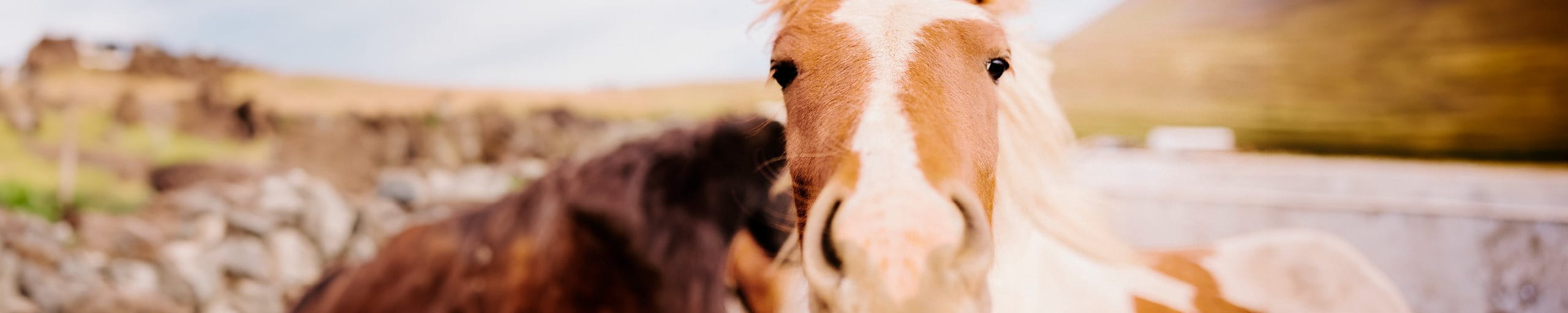 Cavalcare i cavalli degli altri