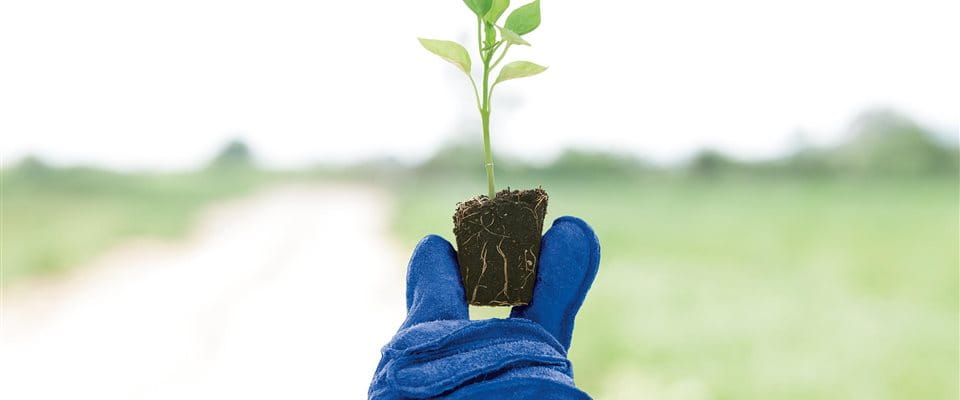 Junge Pflanze Junge Pflanze