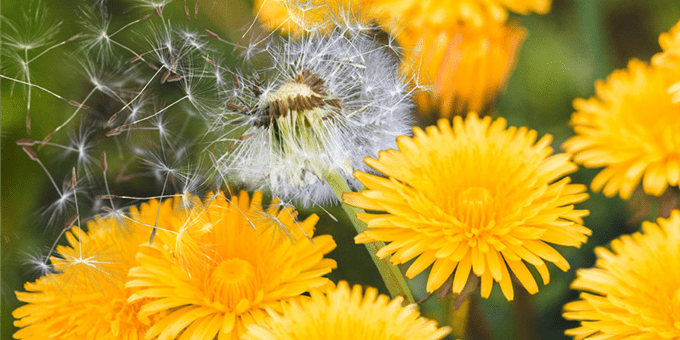 Fleurs Fleurs