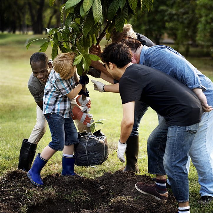 Men from several generations plant a tree together. Men from several generations plant a tree together.