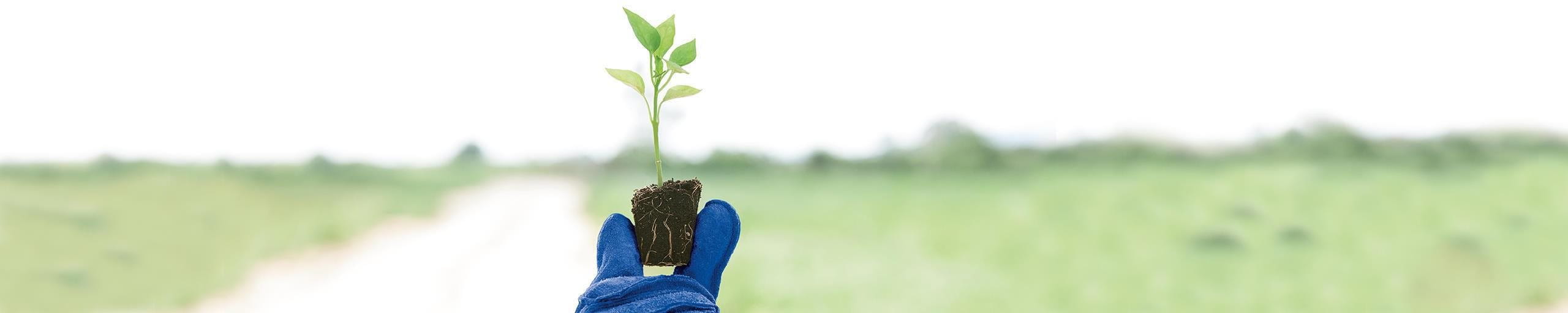 Plant with blue glove