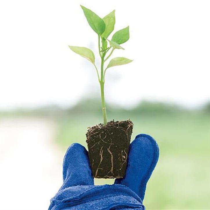 Plant with blue glove Plant with blue glove
